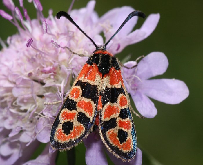 Bergkronwicken-Widderchen (Zygaena fausta)