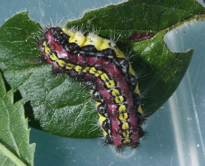 Trauerwidderchen (Aglaope infausta) Raupe