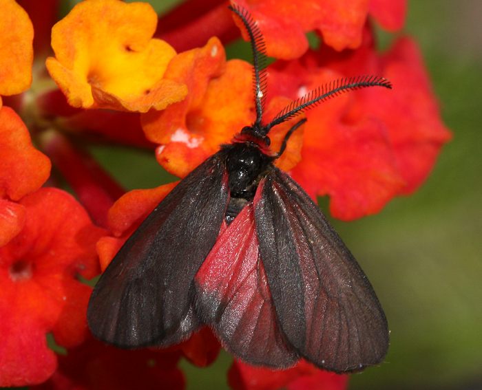 Trauerwidderchen (Aglaope infausta)