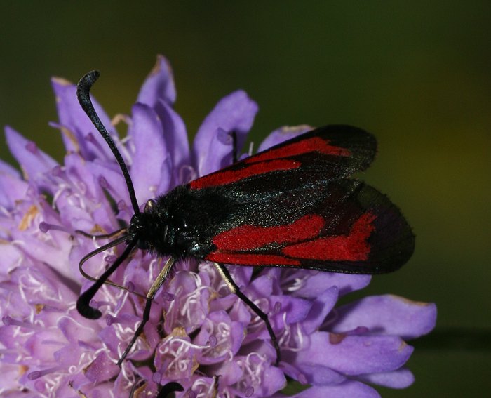 Thymian-Widderchen (Zygaena purpuralis)