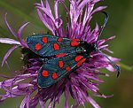 Hufeisenklee-Widderchen (Zygaena transalpina) [2684 views]