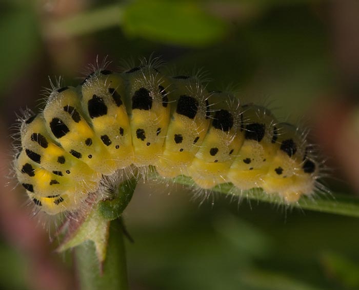 Sechsfleck-Widderchen (Zygaena filipendulae) Raupe