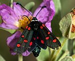 (Zygaena lavandulae) [1770 views]