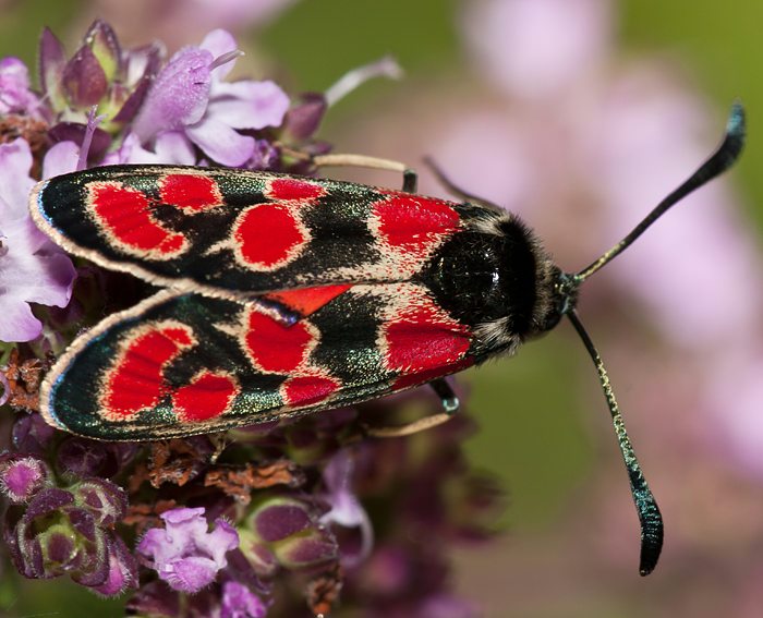 Esparsettenwidderchen (Zygaena carniolica)