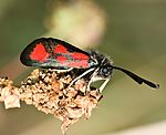 Sumpfhornklee-Widderchen (Zygaena trifolii) [1659 views]