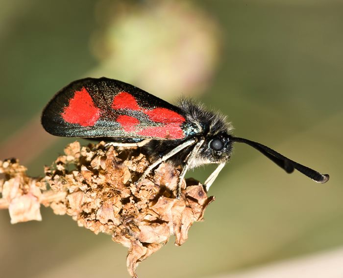 Sumpfhornklee-Widderchen (Zygaena trifolii)