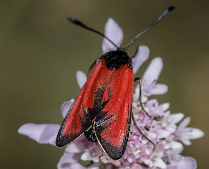 (Zygaena erythrus)