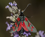 Sechsfleck-Widderchen (Zygaena filipendulae) [2832 views]