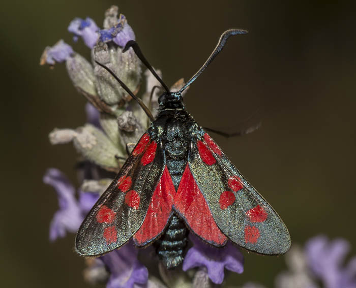 Sechsfleck-Widderchen (Zygaena filipendulae)