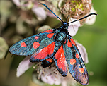 Vernderliches Widderchen (Zygaena ephialtes) [3772 views]