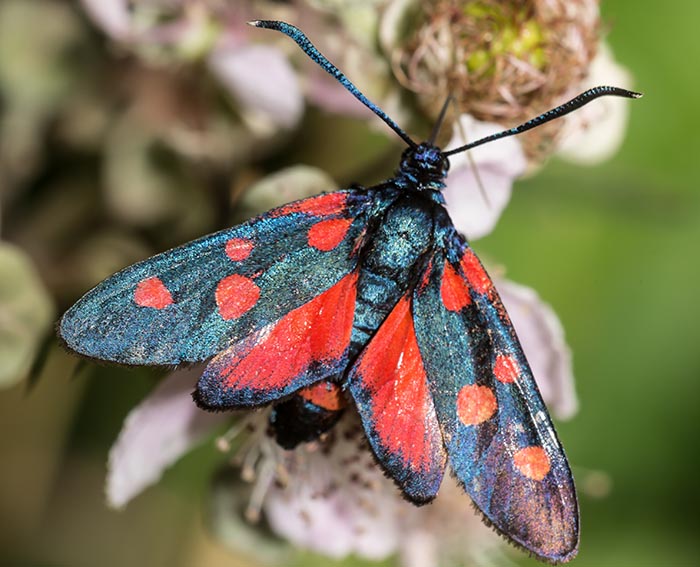 Vernderliches Widderchen (Zygaena ephialtes)