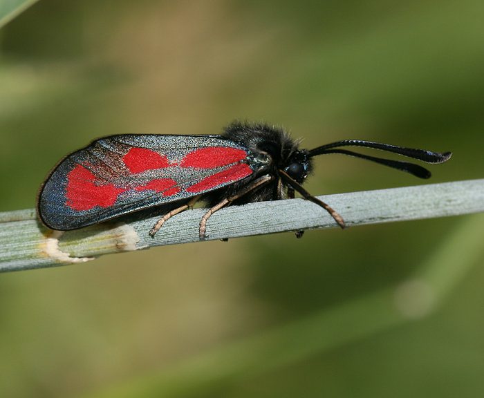 Beilfleck-Widderchen (Zygaena loti)