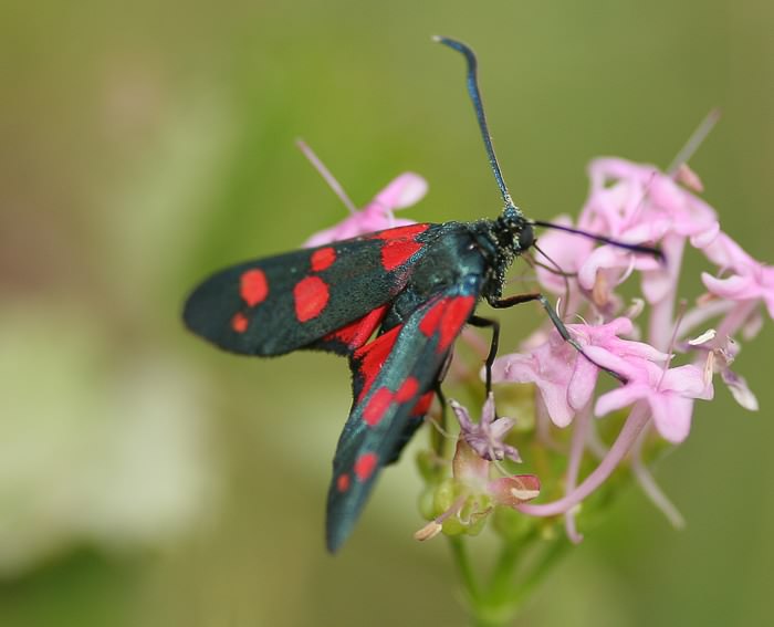 Vernderliches Widderchen (Zygaena ephialtes)