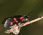 Kleewidderchen (Zygaena lonicerae) [2277 views]