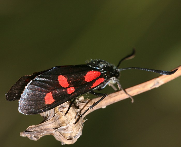 Kleewidderchen (Zygaena lonicerae)