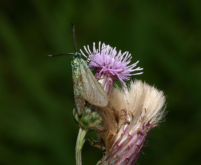 Grnwidderchen (Adscita statices)