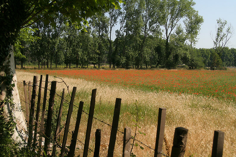 Frankreich/Provence/Graveson/Mohnfeld/2006