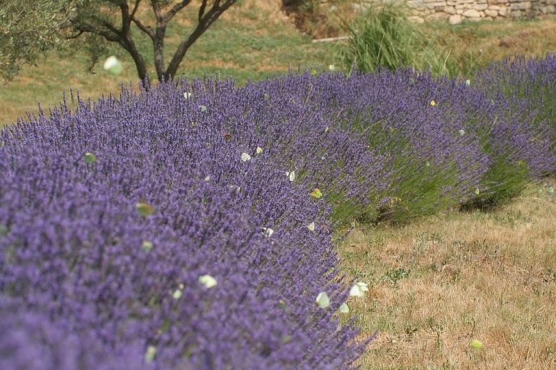 Frankreich/Languedoc Roussillon/Saint-Gervais/Schmetterlinge/2006