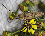 Groer Pappelbock (Saperda carcharias) [1643 views]