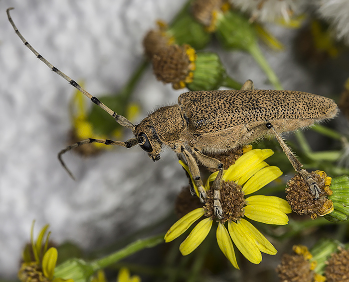 Groer Pappelbock (Saperda carcharias)