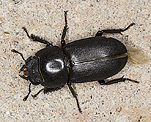 Balkenschrter (Dorcus parallelipipedus) [1761 views]