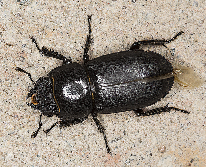 Balkenschrter (Dorcus parallelipipedus)