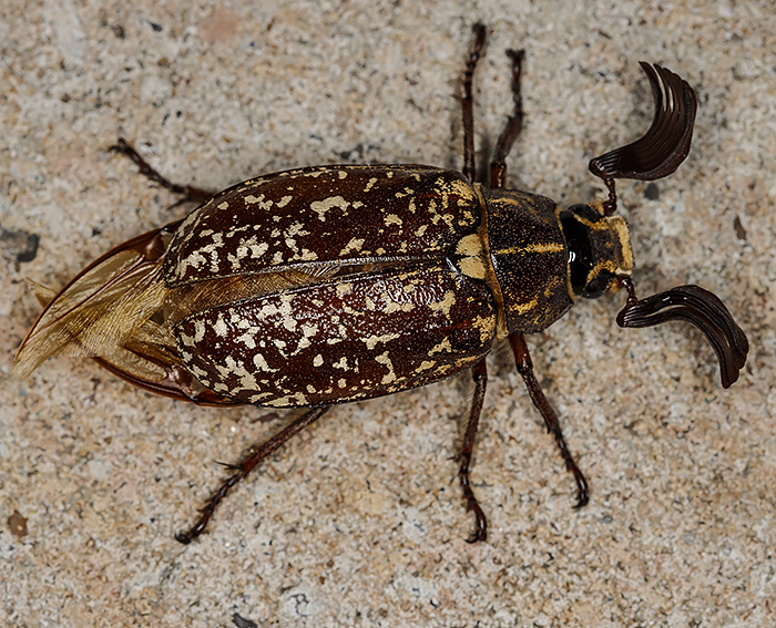 Trkischer Maikfer (Polyphylla fullo)