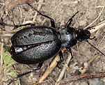 Lederlaufkfer (Carabus coriaceus) [2406 views]