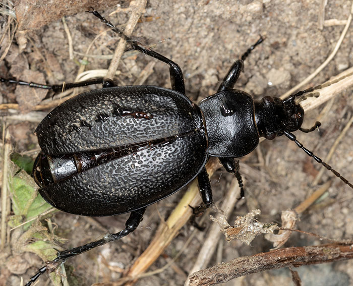 Lederlaufkfer (Carabus coriaceus)