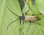 Rothalsbock (Stictoleptura rubra) [2219 views]