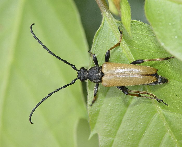 Rothalsbock (Stictoleptura rubra)