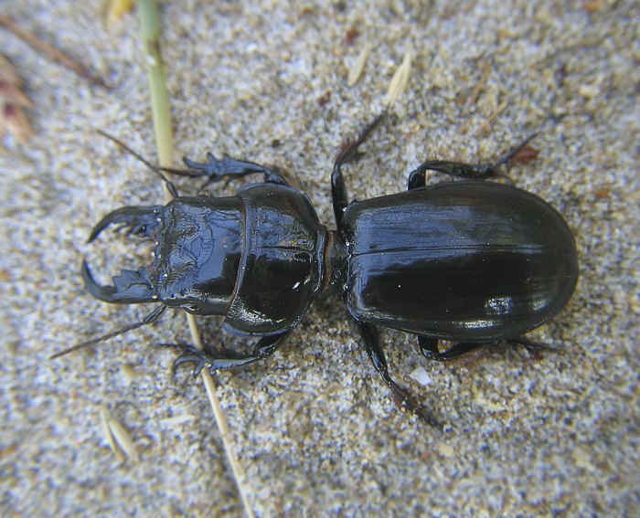 Fingerlaufkfer (Scarites buparius)