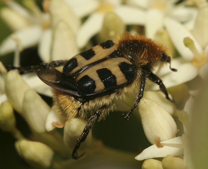 Gebnderter Pinselkfer (Trichius fasciatus)