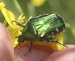 Goldgnzender Rosenkfer (Cetonia aurata) [1918 views]