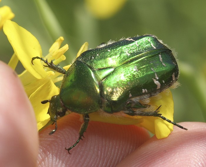 Goldgnzender Rosenkfer (Cetonia aurata)