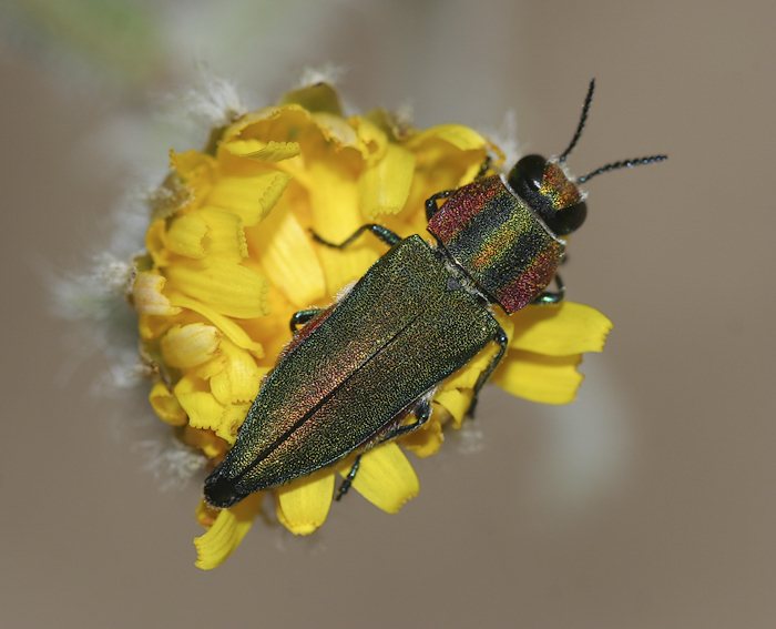 Ungarischer Prachtkfer (Anthaxia hungarica)