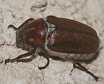Feldmaikfer (Melolontha melolontha L.) [2414 views]