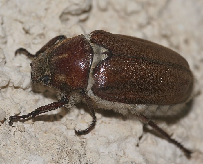 Feldmaikfer (Melolontha melolontha L.)