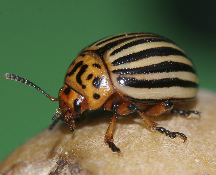 Kartoffelkfer (Leptinotarsa decemlineata)