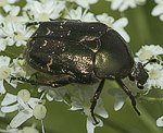 Goldgnzender Rosenkfer (Cetonia aurata) [1840 views]