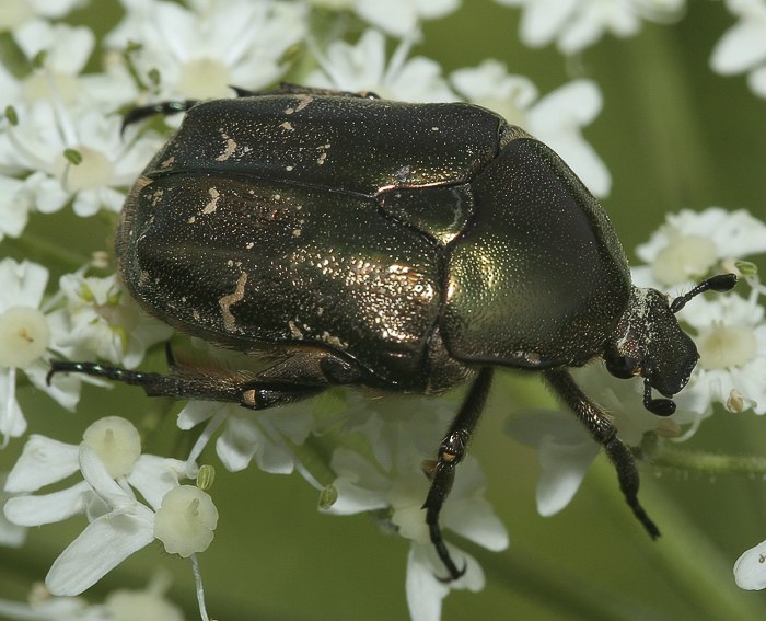 Goldgnzender Rosenkfer (Cetonia aurata)