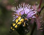 Vierbindiger Schmalbock (Strangalia quadrifasciata) [2085 views]