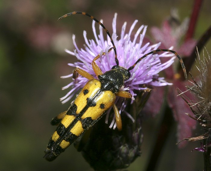 Vierbindiger Schmalbock (Strangalia quadrifasciata)