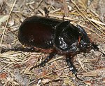 Nashornkfer (Oryctes nasicornis) [2184 views]