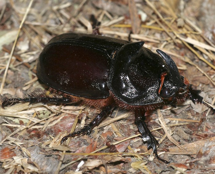 Nashornkfer (Oryctes nasicornis)