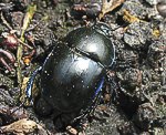 Frhlingsmistkfer (Geotrupes vernalis) [2012 views]