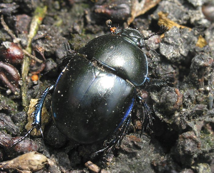 Frhlingsmistkfer (Geotrupes vernalis)