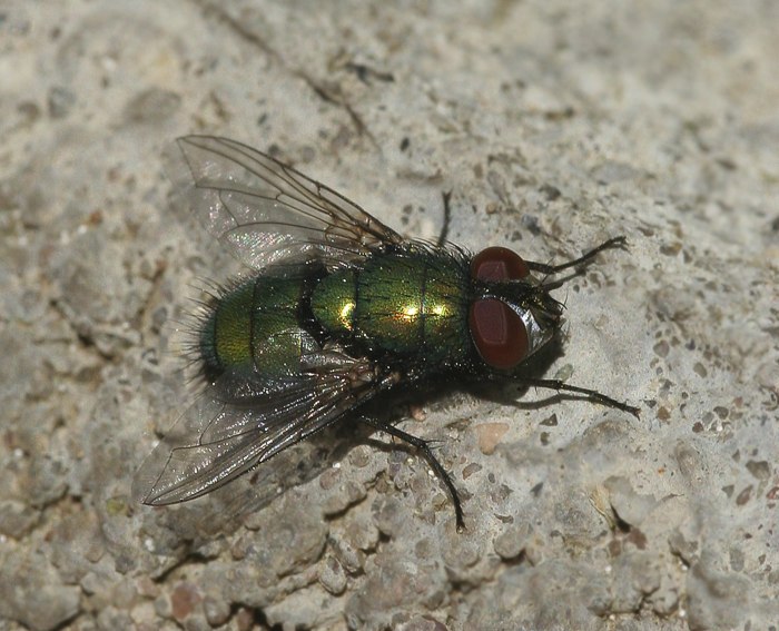 Goldfliege (Lucilia sericata)