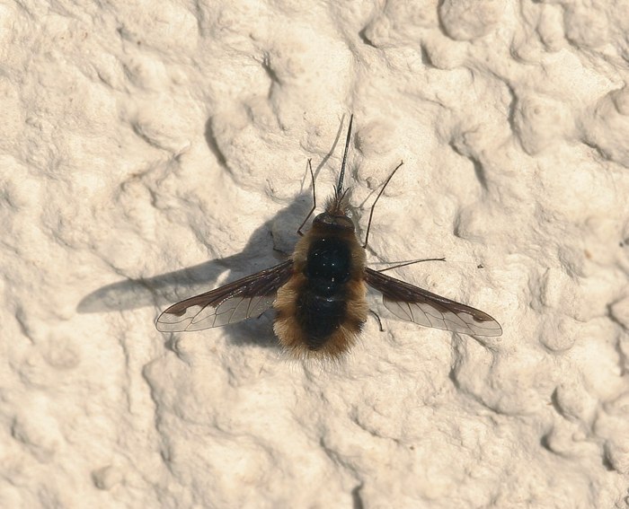 Wollschweber (Bombylius major)