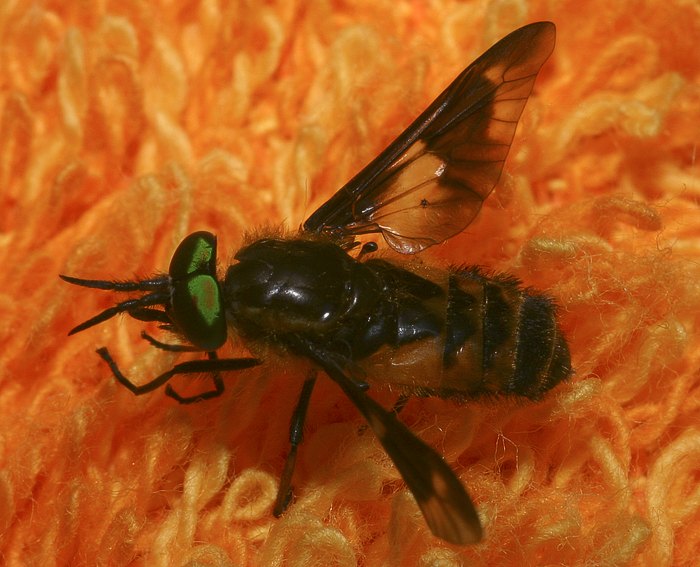 Goldaugenbremse (Chrysops relictus)